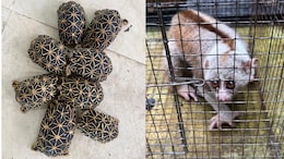 6 Arrested As Wildlife Trafficking Racket Busted, 53 Animals Rescued
