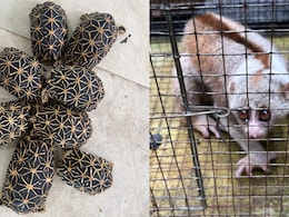 6 Arrested As Wildlife Trafficking Racket Busted, 53 Animals Rescued