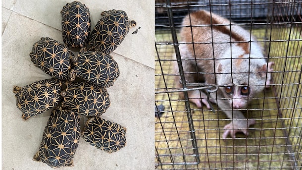 6 Arrested As Wildlife Trafficking Racket Busted, 53 Animals Rescued