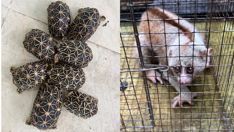 6 Arrested As Wildlife Trafficking Racket Busted, 53 Animals Rescued