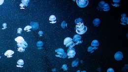 Watch: At This Remote Island Lake, Swimming With Jellyfish Is A Tourist Attraction