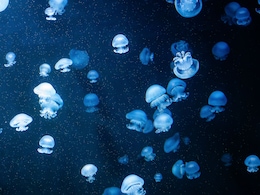 Watch: At This Remote Island Lake, Swimming With Jellyfish Is A Tourist Attraction