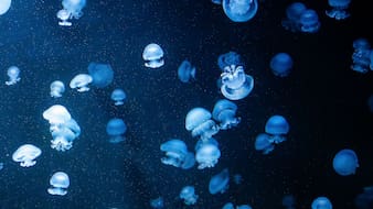At This Remote Island Lake, Swimming With Jellyfish Is A Tourist Attraction