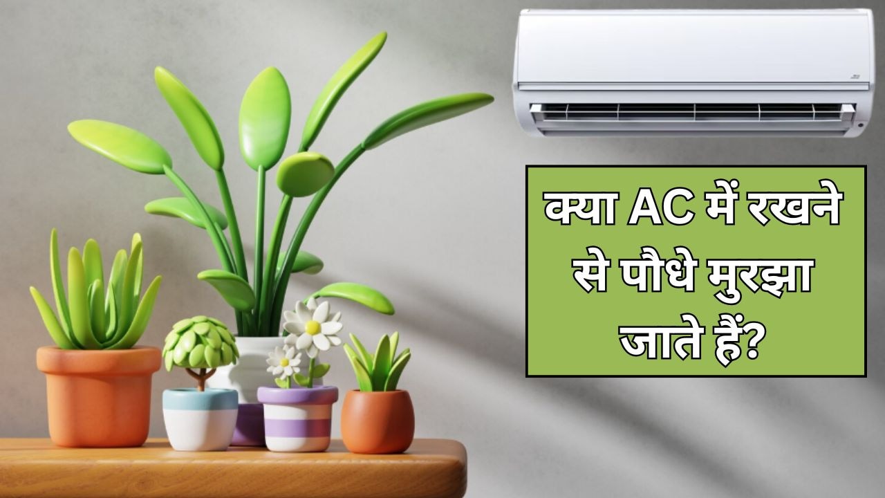 क्या पौधों को AC वाले कमरे में रखना चाहिए? जानें AC की हवा से पौधों पर कैसा असर होता है