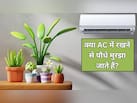 क्या पौधों को AC वाले कमरे में रखना चाहिए? जानें AC की हवा से पौधों पर कैसा असर होता है