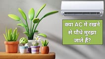 क्या पौधों को AC वाले कमरे में रखना चाहिए? जानें AC की हवा से पौधों पर कैसा असर होता है