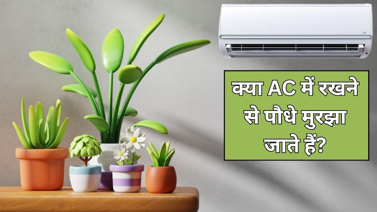 क्या पौधों को AC वाले कमरे में रखना चाहिए? जानें AC की हवा से पौधों पर कैसा असर होता है