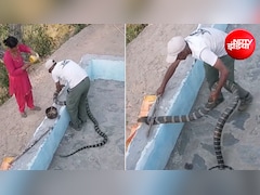 घर में घुसा घायल कोबरा, पकड़ने के बाद किया ऐसा काम... VIDEO देख लोग कर रहे तारीफ