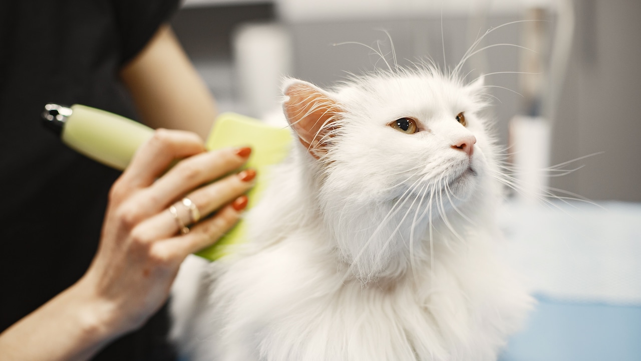 What are common pet grooming mistakes to avoid