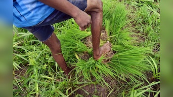 India's Below-Normal July Rain Forecast Risks Crop Outlook