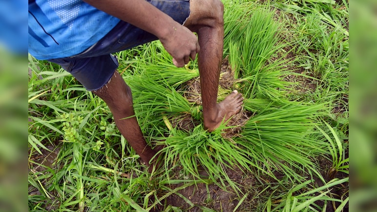 India's Below-Normal July Rain Forecast Risks Crop Outlook