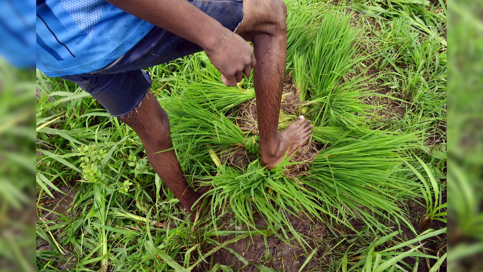 India’s Below-Normal July Rain Forecast Risks Crop Outlook