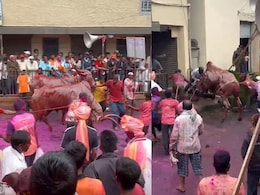 Video: Panic Erupts As Bull Charges Into Crowd During Maharashtra Event, 6 Injured