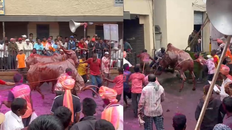 Video: Panic Erupts As Bull Charges Into Crowd During Maharashtra Event, 6 Injured