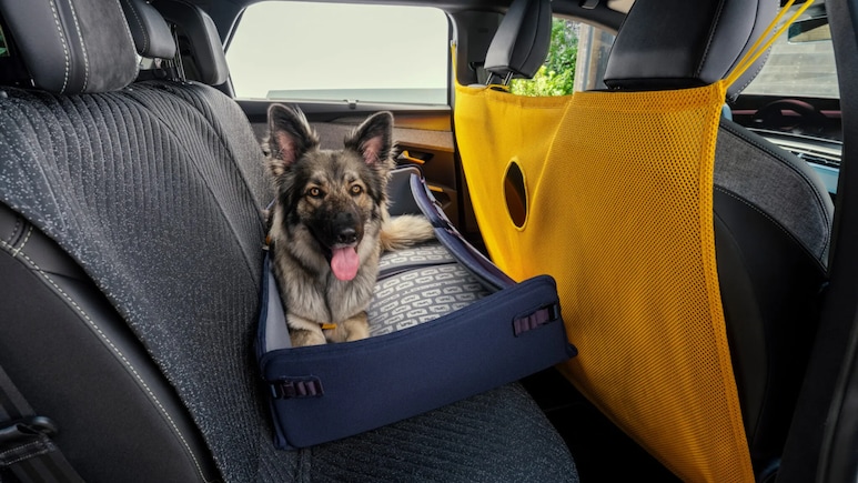 This Brand Is Designing Car For Dogs: Are You Willing To Buy It For Your Furry Friend?