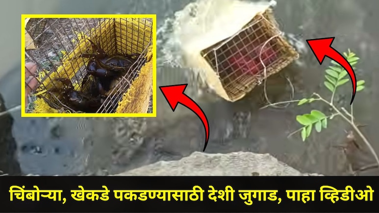 Pune News: पुण्याच्या तरुणाची सर्वत्र चर्चा,  भन्नाट जुगाड करून चिंबोरी, खेकडे पकडले, धंदाही तेजीत, पाहा Video
