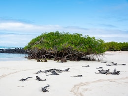 "Nature's Finest Engineering" Is Hiding In Our Coastlines, IAS Officer Reveals