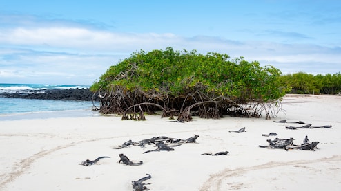 "Nature's Finest Engineering" Is Hiding In Our Coastlines, IAS Officer Reveals