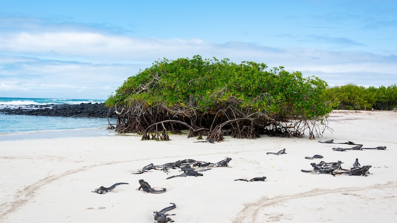 "Nature's Finest Engineering" Is Hiding In Our Coastlines, IAS Officer Reveals