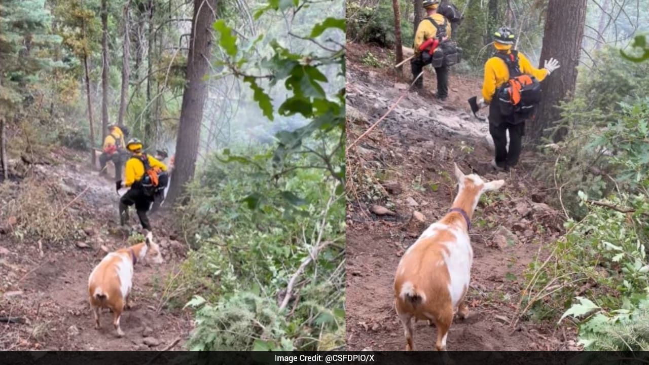 Goat Turns Unexpected Guide, Helps Firefighters Find Route To Wildfire In US