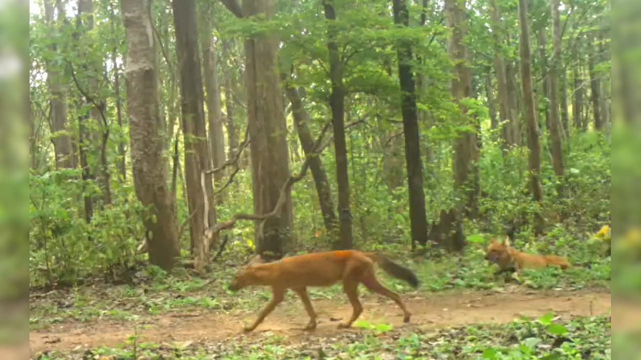 Udanti Sitanadi Tiger Reserve: दुर्लभ जंगली कुत्ते Udanti Sitanadi Tiger Reserve: दुर्लभ जंगली कुत्ते