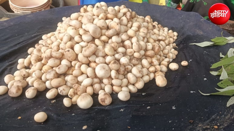 झारखंड का सफेद सोना, एक सीजन में लाखों की कमाई कर रहीं आदिवासी महिलाएं