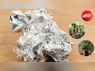 इस्तेमाल की हुई Aluminium Foil से पौधों को मिलेगा फायदा, जानें 4 आसान तरीके