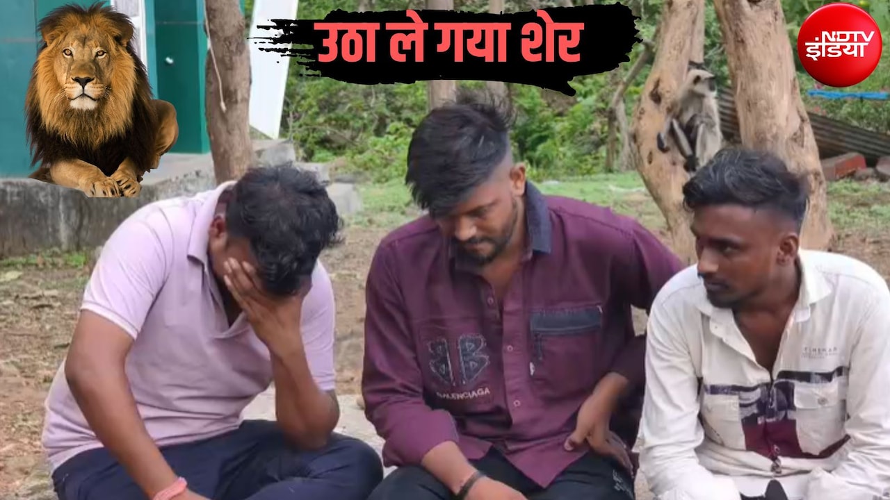 11 साल के बच्चे को उठा ले गया शेर, गिरनार पर्वत पर परिवार संग अंबाजी मंदिर गया था