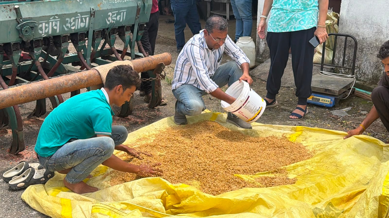 kalibanga sindh basmati dhan: बिना खाद-कीटनाशक के बीज तैयार होता है. kalibanga sindh basmati dhan: बिना खाद-कीटनाशक के बीज तैयार होता है.
