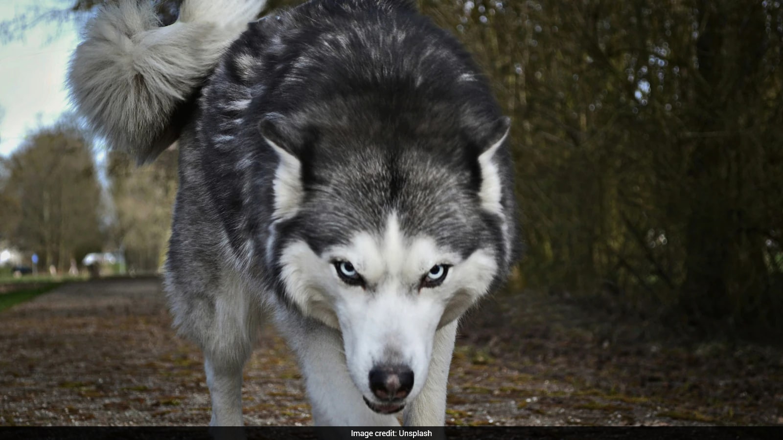 Dog Chases Off Bear Attacking Six-Year-Old Boy