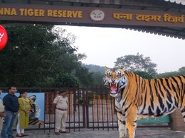 पन्ना टाइगर रिजर्व ने बनाया रिकॉर्ड: 2.63 लाख पर्यटकों से 8.77 करोड़ की कमाई, बाघों के दीदार बने आकर्षण