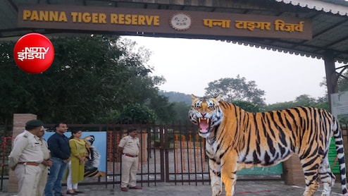 पन्ना टाइगर रिजर्व ने बनाया रिकॉर्ड: 2.63 लाख पर्यटकों से 8.77 करोड़ की कमाई, बाघों के दीदार बने आकर्षण