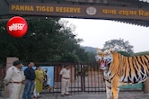 पन्ना टाइगर रिजर्व ने बनाया रिकॉर्ड: 2.63 लाख पर्यटकों से 8.77 करोड़ की कमाई, बाघों के दीदार बने आकर्षण