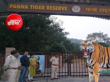 पन्ना टाइगर रिजर्व ने बनाया रिकॉर्ड: 2.63 लाख पर्यटकों से 8.77 करोड़ की कमाई, बाघों के दीदार बने आकर्षण