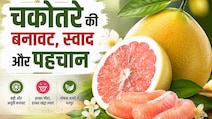 चकोतरा से चौतरफा बचाव! हर रोग का तोड़ है ये फल, पोषण वैल्यू जानकर हो जाएंगे हैरान