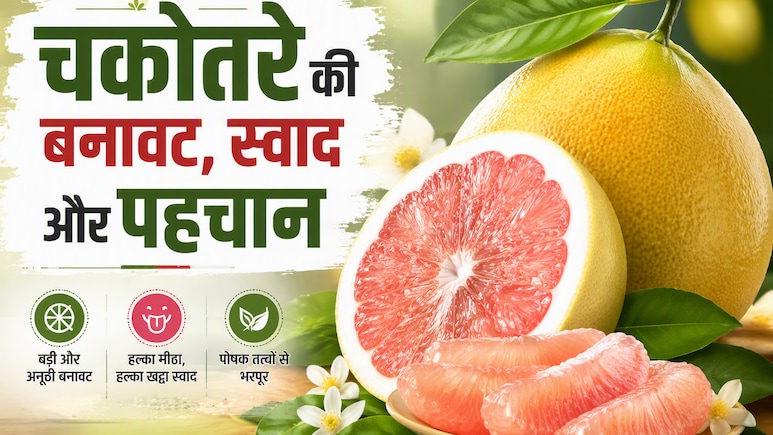 चकोतरा से चौतरफा बचाव! हर रोग का तोड़ है ये फल, पोषण वैल्यू जानकर हो जाएंगे हैरान