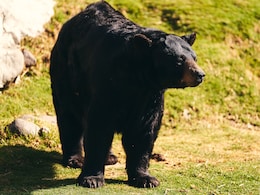 Colorado Residents Shocked To Find Black Bear Honking SUV Horn Overnight
