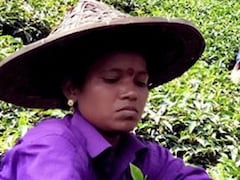 Sri Lanka To Kenya, 6 Countries Known For Their Tea Gardens