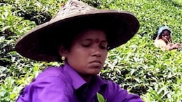 Sri Lanka To Kenya, 6 Countries Known For Their Tea Gardens