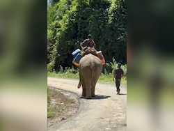 In Flood-Battered Arunachal, Elephants Become The Only Lifeline