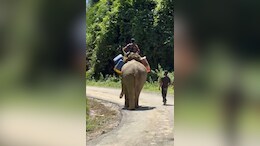 In Flood-Battered Arunachal, Elephants Become The Only Lifeline
