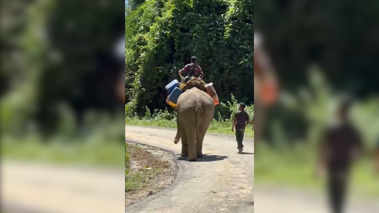 In Flood-Battered Arunachal, Elephants Become The Only Lifeline