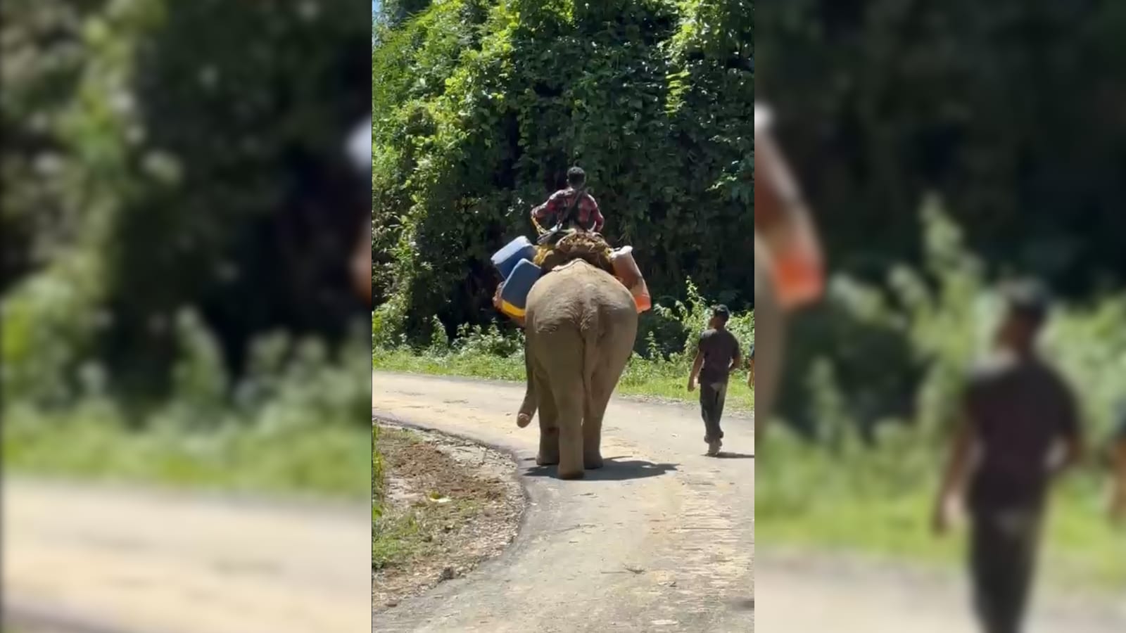In Flood-Battered Arunachal, Elephants Become The Only Lifeline