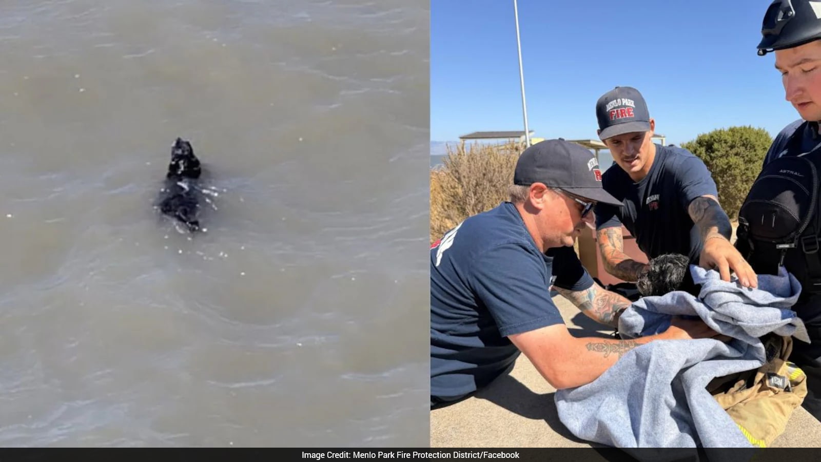 Firefighters Rescue Dog Missing For Weeks, Found Swimming In San Francisco Bay