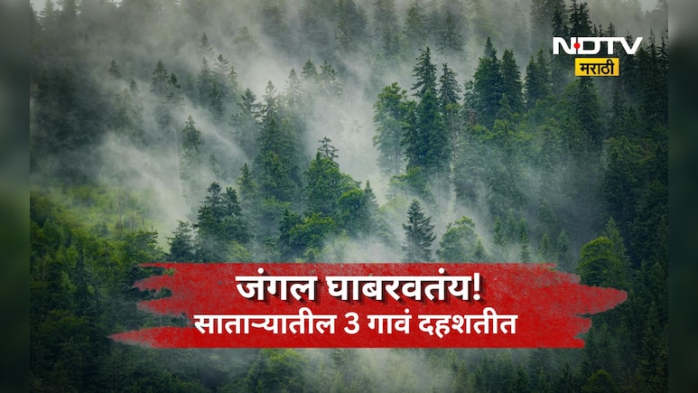 Satara News: जंगलातली दहशत! 3 गावांना भीतीनं घेरलं, ऐन हंगामात शेतकऱ्यांवर घरी बसण्याची वेळ
