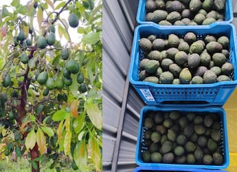 Dr Shriram Nene Cheers Harsh Goenka's Hass Avocado Harvest, Says India Can Grow More Of Them