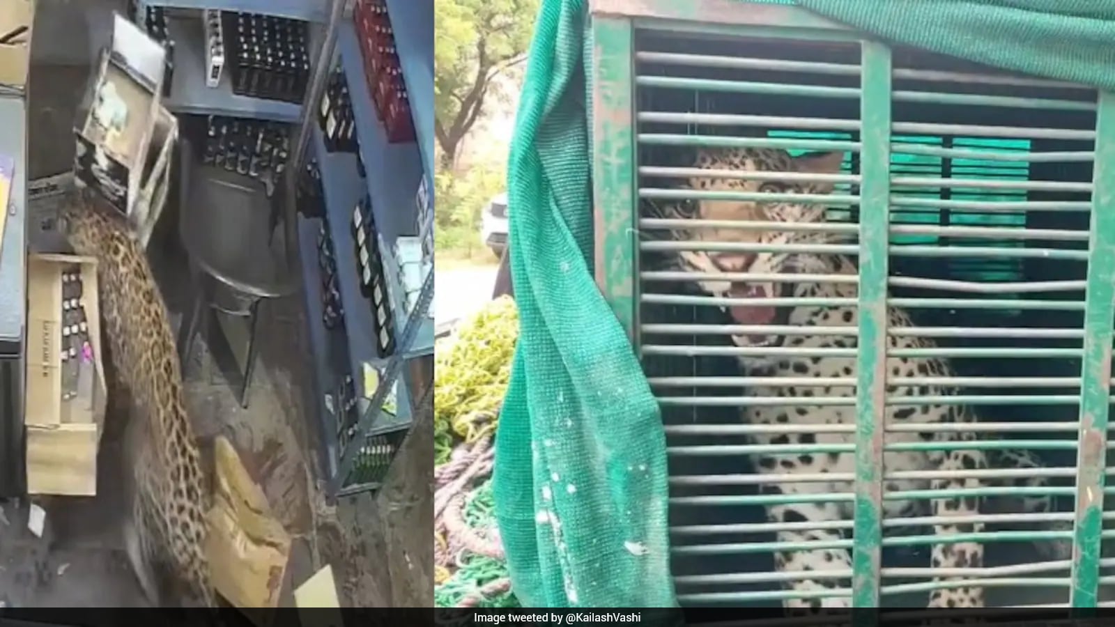 Photo: ndtv.com Broader Context: Tracking Rare Big Cats