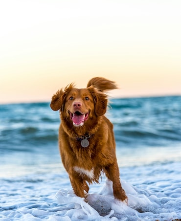 7 Tips To Take Care Of Your Dog During Monsoon