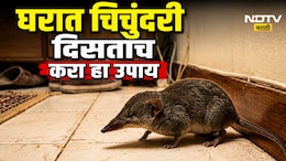 Monsoon Home Tips: पावसाळ्यात घरात चिचुंदरीचा सुळसुळाट झालाय? एका घरगुती उपायाने अवघ्या 5 मिनिटांत पळवून लावा!