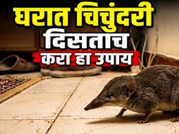 Monsoon Home Tips: पावसाळ्यात घरात चिचुंदरीचा सुळसुळाट झालाय? एका घरगुती उपायाने अवघ्या 5 मिनिटांत पळवून लावा!